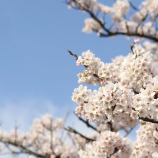 自然桜の iPhone4s 壁紙