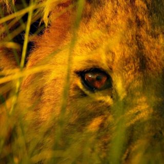動物ライオンの iPhone4s 壁紙
