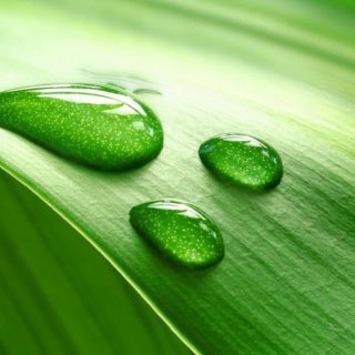自然葉緑の iPhone4s 壁紙