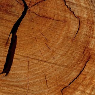 自然木の iPhone4s 壁紙