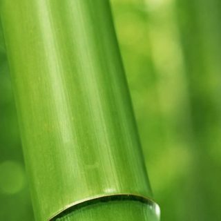 自然竹緑の iPhone4s 壁紙