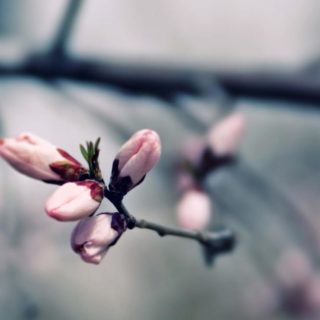 自然花桃の iPhone4s 壁紙