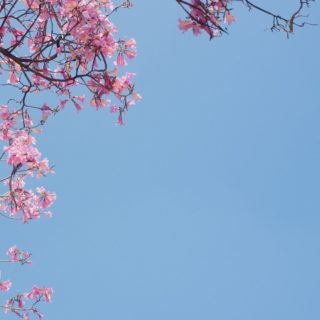 自然花桃の iPhone4s 壁紙
