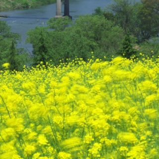 風景花黄の iPhone4s 壁紙