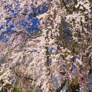 自然桜桃の iPhone4s 壁紙