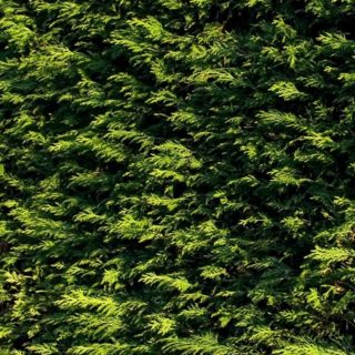 自然杉緑の iPhone4s 壁紙