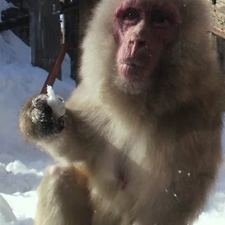 動物猿の iPhone4s 壁紙