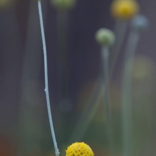 自然花黄の iPhone4s 壁紙