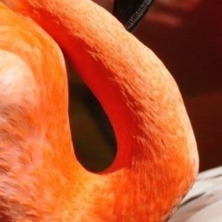 動物鳥橙の iPhone4s 壁紙