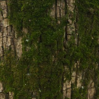 木苔緑茶の iPhone4s 壁紙