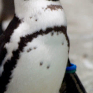 動物ペンギンの iPhone4s 壁紙