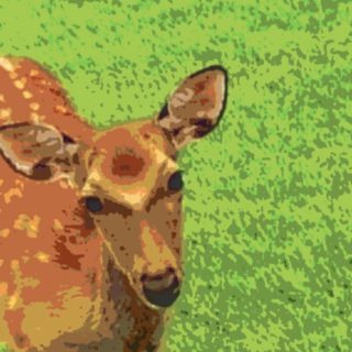 鹿 動物の iPhone5s / iPhone5c / iPhone5 壁紙