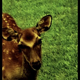 鹿 動物の iPhone5s / iPhone5c / iPhone5 壁紙