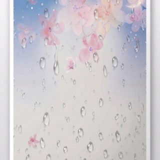 桜 雨の iPhone5s / iPhone5c / iPhone5 壁紙