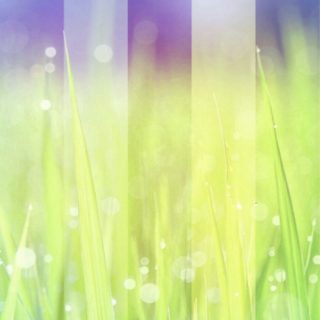 草むら 光の iPhone5s / iPhone5c / iPhone5 壁紙