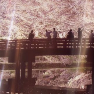 花見 桜の iPhone5s / iPhone5c / iPhone5 壁紙