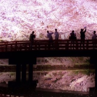 桜 ライトアップの iPhone5s / iPhone5c / iPhone5 壁紙