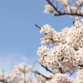 自然桜の iPhone5s / iPhone5c / iPhone5 壁紙