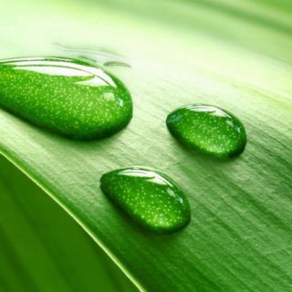 自然水滴緑の iPhone5s / iPhone5c / iPhone5 壁紙