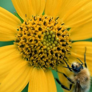 自然花黄色緑蜂の iPhone5s / iPhone5c / iPhone5 壁紙