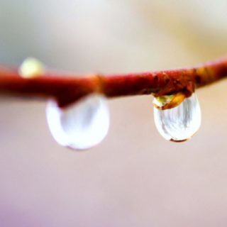自然水滴の iPhone5s / iPhone5c / iPhone5 壁紙