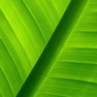 自然葉緑の iPhone5s / iPhone5c / iPhone5 壁紙