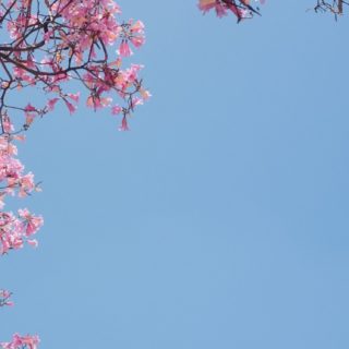自然桜の iPhone5s / iPhone5c / iPhone5 壁紙