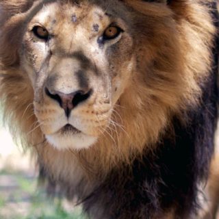 動物ライオンの iPhone5s / iPhone5c / iPhone5 壁紙