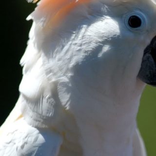 動物鳥白の iPhone5s / iPhone5c / iPhone5 壁紙