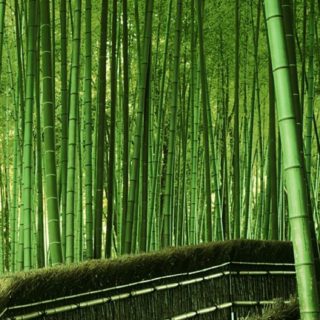 風景竹緑の iPhone5s / iPhone5c / iPhone5 壁紙