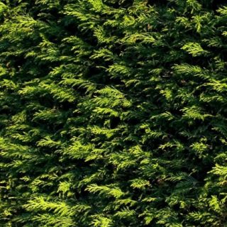 自然杉緑の iPhone5s / iPhone5c / iPhone5 壁紙