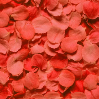 自然花びら赤の iPhone5s / iPhone5c / iPhone5 壁紙