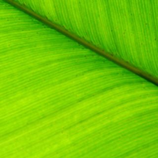 自然葉緑の iPhone5s / iPhone5c / iPhone5 壁紙