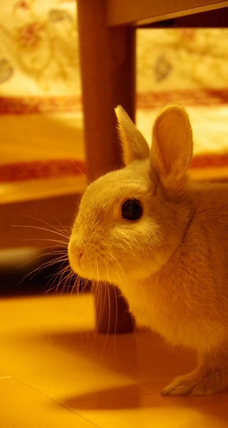 動物うさぎ Wallpaper Sc Iphone5s Se壁紙