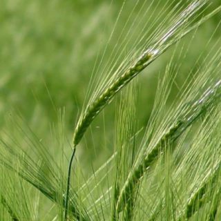 自然麦緑の iPhone5s / iPhone5c / iPhone5 壁紙