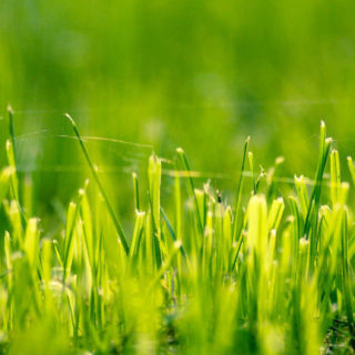 自然草緑の iPhone5s / iPhone5c / iPhone5 壁紙