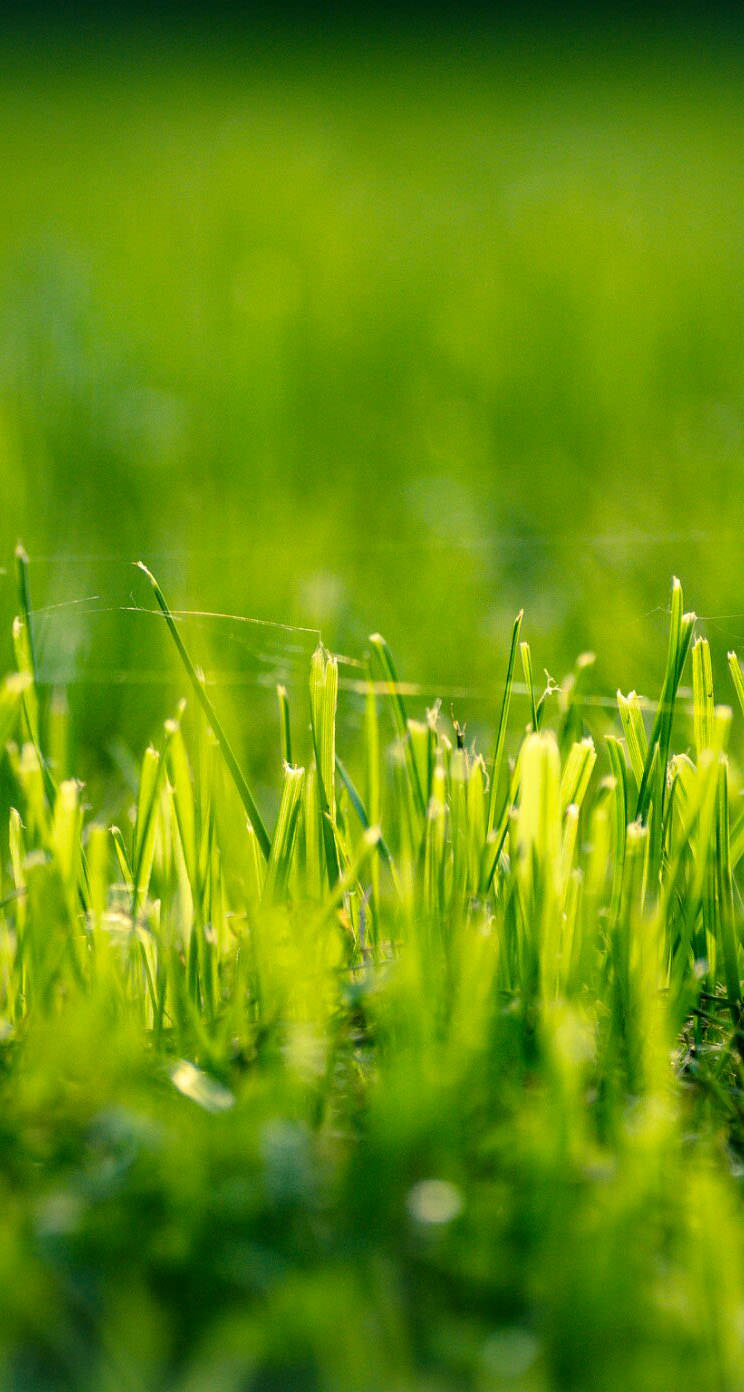 自然草緑 | wallpaper.sc iPhone5s,SE壁紙