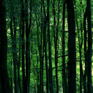 自然森緑の iPhone5s / iPhone5c / iPhone5 壁紙