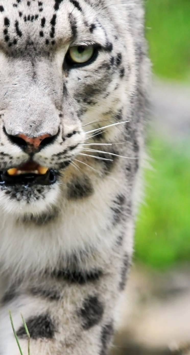 動物ホワイトタイガー Wallpaper Sc Iphone5s Se壁紙