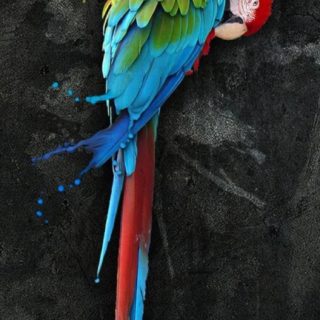 動物鳥の iPhone5s / iPhone5c / iPhone5 壁紙