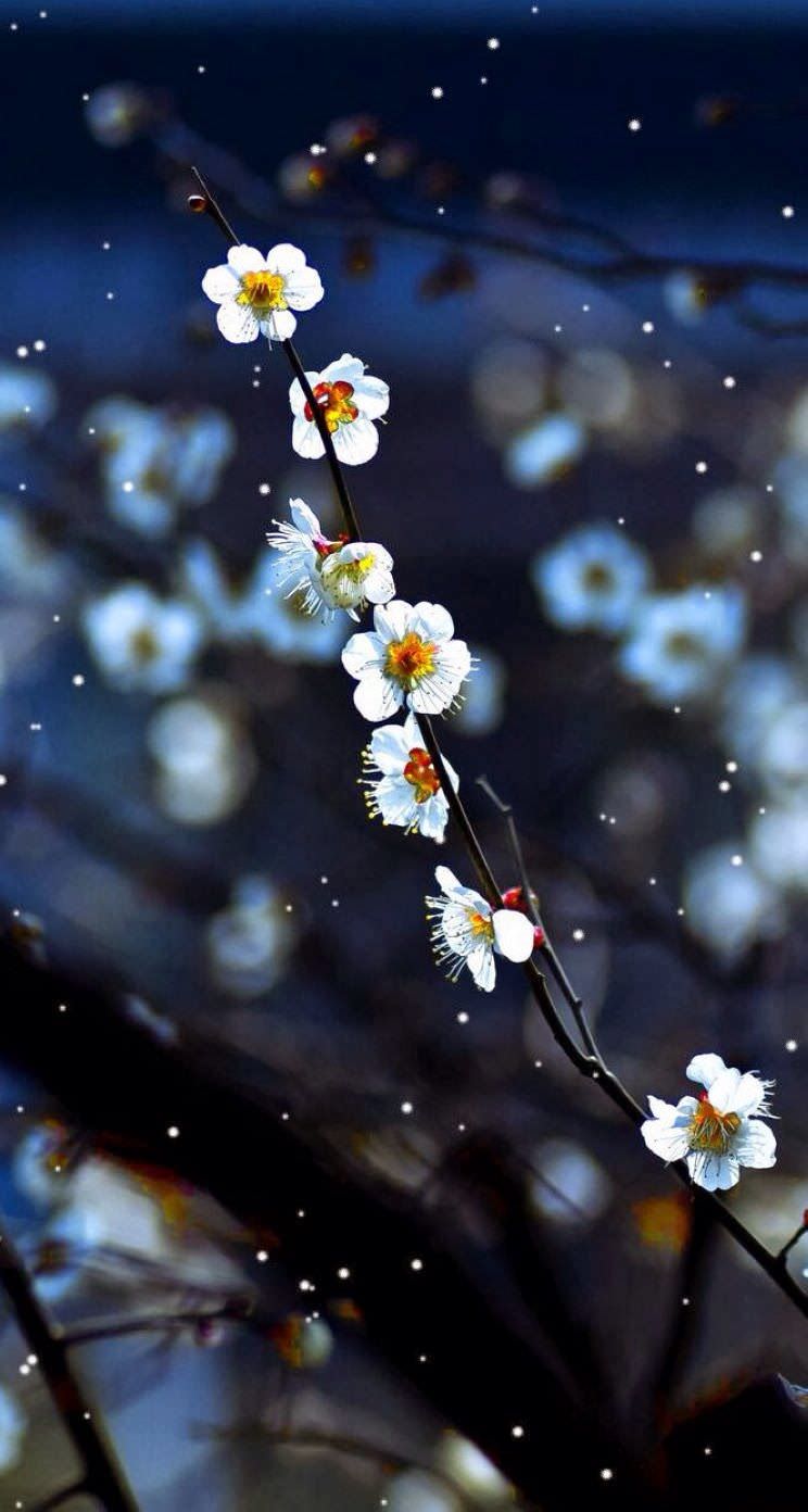 自然梅白 Wallpaper Sc Iphone5s Se壁紙