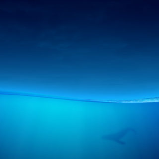 動物クジラ青の iPhone5s / iPhone5c / iPhone5 壁紙