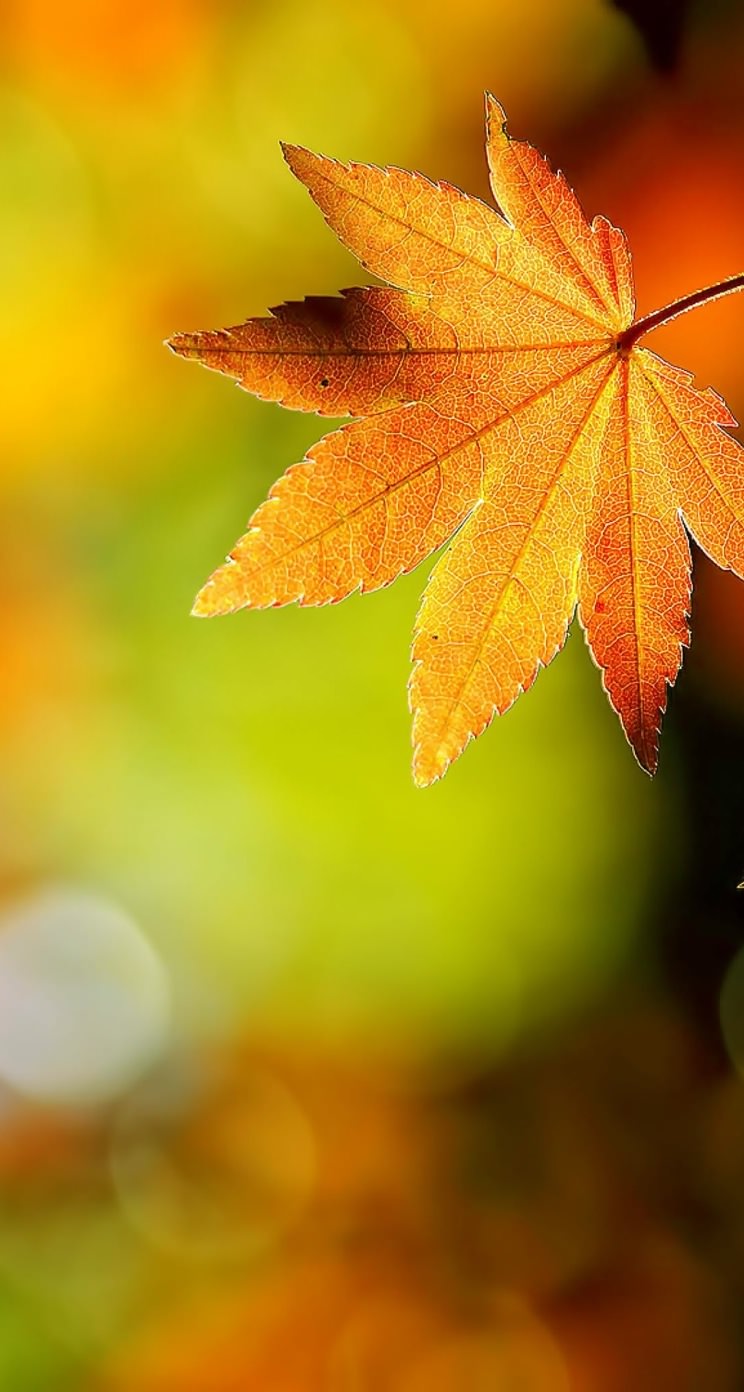 自然紅葉 | wallpaper.sc iPhone5s,SE壁紙
