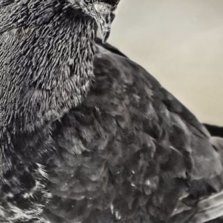 動物鳥鳩の iPhone5s / iPhone5c / iPhone5 壁紙