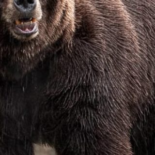 動物熊の iPhone5s / iPhone5c / iPhone5 壁紙
