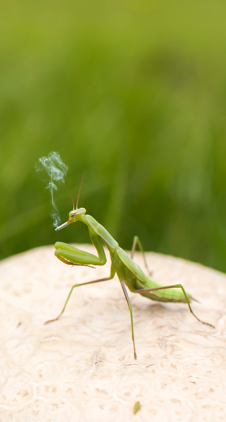 カマキリ虫緑ぼかし | wallpaper.sc iPhone5s,SE壁紙