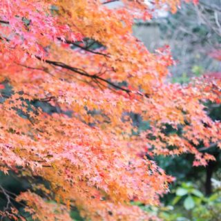 風景紅葉自然の iPhone5s / iPhone5c / iPhone5 壁紙