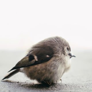 動物小鳥の iPhone5s / iPhone5c / iPhone5 壁紙