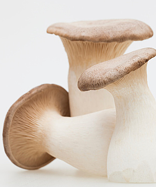 エリンギ　King trumpet mushroomの iPhone6s / iPhone6 壁紙