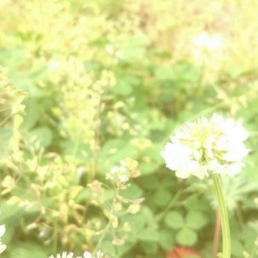 シロツメクサ 花の iPhone6s / iPhone6 壁紙